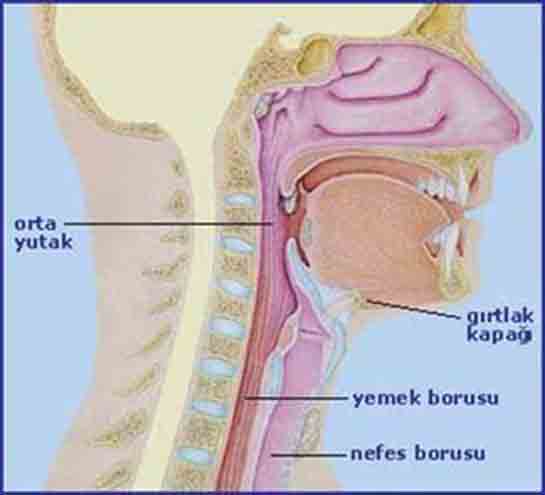 Yemek Borusunda Yanma Belirtileri ve Tedavisi